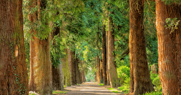 Career as Forest Manager