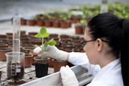 ANGRAU BSc Agriculture Seat Allotment 2025 likely This Week at ugadmissionsangrau.aptonline.in
