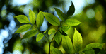 AP ఇంటర్ 1వ సంవత్సరం బోటనీ గెస్ పేపర్ 2025 (AP Inter 1st Year Botany Guess Paper 2025)