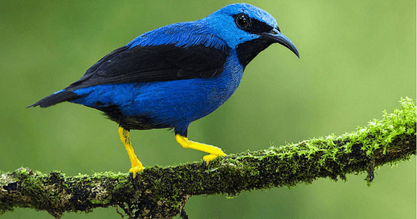 Maharshi Dayanand Saraswati University to Offer Courses on Ornithology