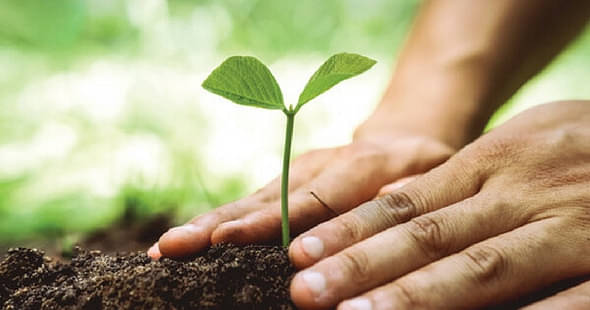 IIT Madras Launches Green Drive to Plant 1,200 Trees