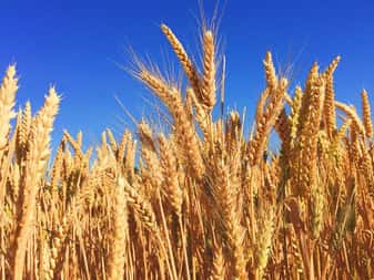 Agricultural Universities in India: List of ICAR-Approved Universities