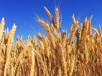 Agricultural Universities in India: List of ICAR-Approved Universities