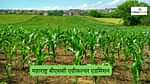 महाराष्ट्र बीएससी एग्रीकल्चर एडमिशन 2025 (Maharashtra BSc Agriculture Admission 2025)