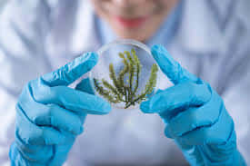 NEET Biology Chapter-Wise Weightage 2025