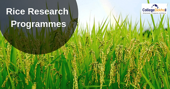 Telangana Agriculture University, IRRI Sign MoU for Research Projects on Rice Crops