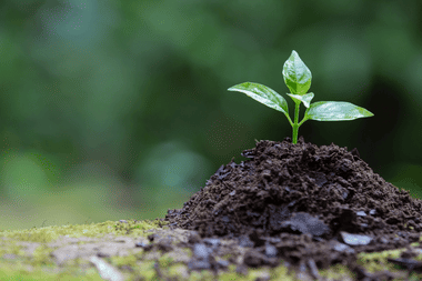 TS Inter 1st Year Botany Question Paper Analysis 2024