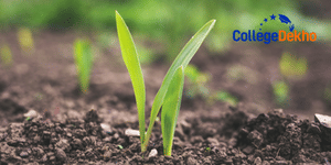 What is the salary range for fresh B.Sc Agriculture graduates in India