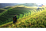 AP EAPCET Agriculture