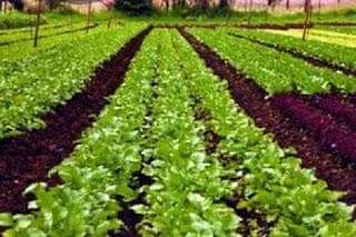 Sikkim Gets a New Institute, National Organic Farming Research Institute