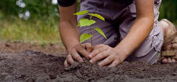 Plantation Campaign by Government Degree College, Rajahmundry