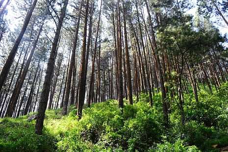 Ayurveda College, Nagpur gets notice for Felling of Trees