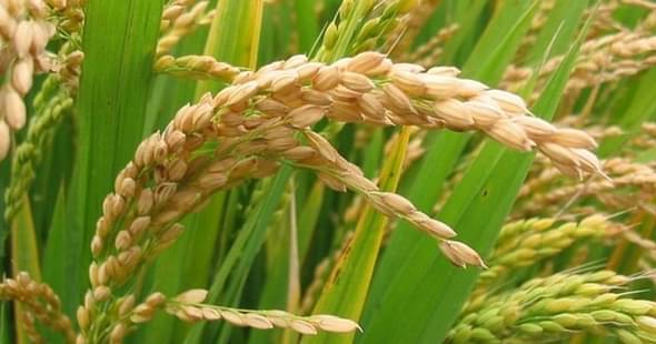 Researchers at University of Hyderabad (UoH) Develop Transgenic Rice