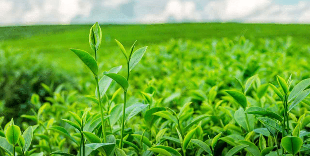 AP AGRICET Hall Ticket 2024 Today